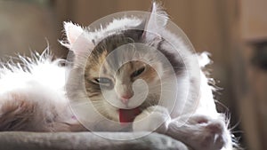 Cat licks wool on the couch