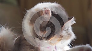 Cat licks wool on the couch