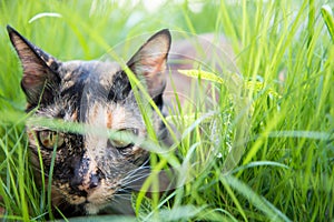 Cat lie down on grass in the garden