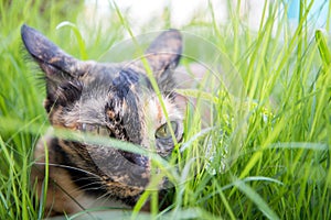 Cat lie down on grass in the garden