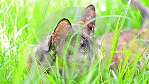 Cat lie down on grass in the garden