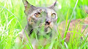 Cat lie down on grass in the garden