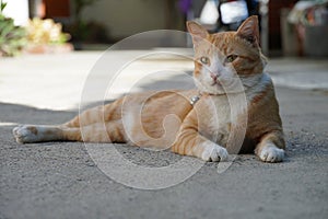 A cat lie down on the ground under the shade.