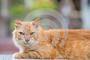 Cat lie down on the table