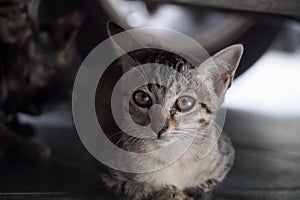 A cat lie down under a car staring at camera.