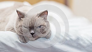 Cat lies on a bed and looking with interest