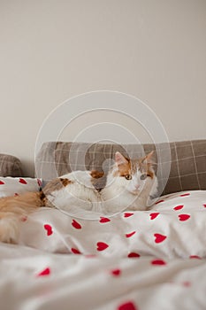 The cat lies on the bed with red hearts. Selectiv focus. Vertical photo.