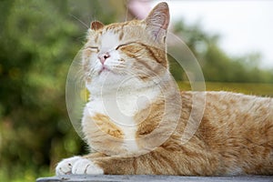 The cat lies, closed its eyes. Ginger cat posing proudly holding up his head on the background of nature