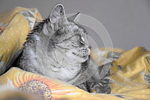 The cat lies on a featherbed. Gray tabby cat.