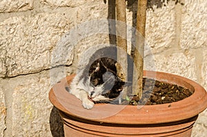 cat lies in a flower pot photo