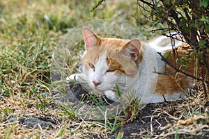 Cat lies in the grass