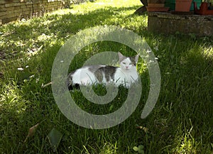 Cat lies in the grass and looks face to face with frown