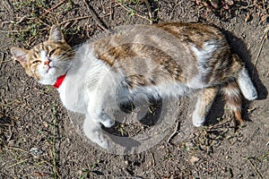 The cat lies on the ground and basks in the sun.