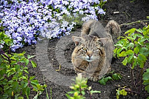 The cat lies on the ground with flowers in the summer afternoon