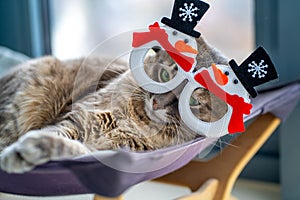 The cat lies on a kitten lounger in Christmas glasses with snowmen in a red scarf and a black hat looking big eyes