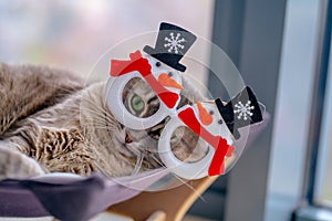 The cat lies on a kitten lounger in Christmas glasses with snowmen in a red scarf and a black hat looking big eyes