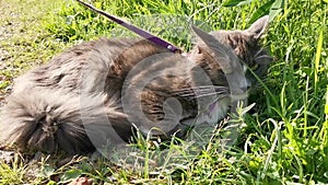 Cat lies on a leash on the grass and displeasure beats tail