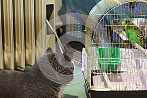 The cat lies and looks at the parrot in a cage