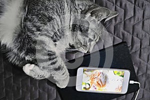 The cat lies and looks at the phone. Love distance in cats. Kitten misses her friend lying on the couch. Gray cat and mobile phone