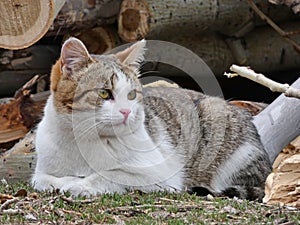 Cat lies near firewood