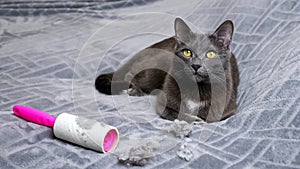 Cat lies near hair crumples and dirty lint removal roller