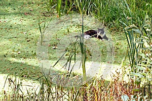 The cat lies near the reeds on an overgrown pond