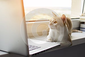 Cat lies near the window with a laptop and looks at the monitor, the kitten uses the computer