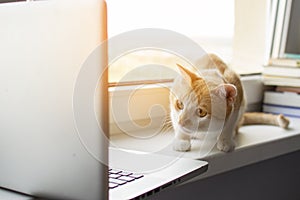 Cat lies near the window with a laptop and looks at the monitor, the kitten uses the computer