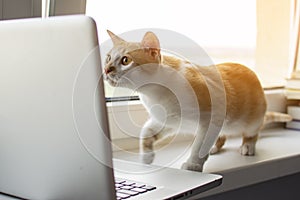 Cat lies near the window with a laptop and looks at the monitor, the kitten uses the computer