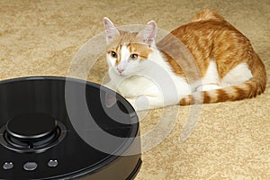 The cat lies next to a smart vacuum cleaner.