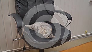 Cat lies in an office chair.. black cat lazily playing lying on the garden chair, holding the paws of the chair handle