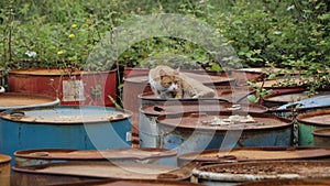 The cat lies on old rusty barrels