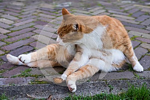 Cat lies on paving stones and licks its hind paw. Grooming
