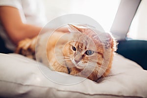 The cat lies on a pillow at home near his master with a laptop