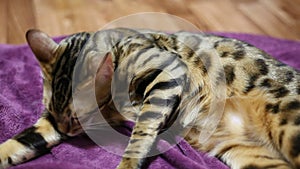 Cat lies on a purple blanket and licks herself