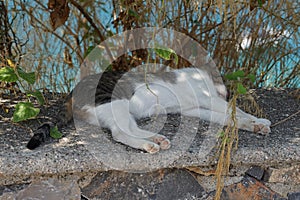 A cat lies in the shadows on a stone fence in the old town of Lindos, Rhodes, Greece