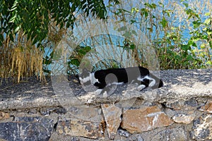 A cat lies in the shadows on a stone fence in the old town of Lindos, Rhodes, Greece