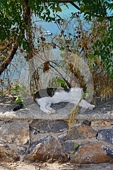 A cat lies in the shadows on a stone fence in the old town of Lindos, Rhodes, Greece