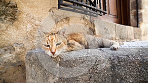 Cat lies on a stone step in Rhodes