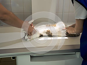 The cat lies on the table under the X-ray machine. The doctor and assistant hold the cat`s paws so that it does not move