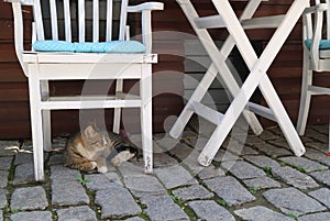 The cat lies under the white chair.