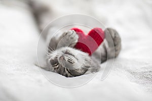Cat  lies on white beds under a blanket in an embrace with a red knitted heart
