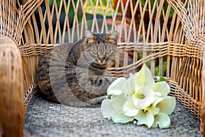 The cat lies on a wicker chair near a wedding bridal bouquet from flowers of callas