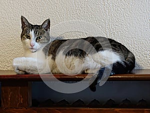 Cat lies on a wooden frame above the radiator