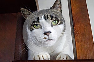 The cat lies on a wooden staircase