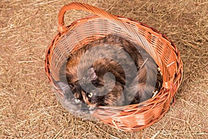 The cat lies in a woven basket against the background of hay