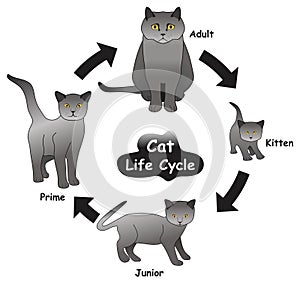 Cat Life Cycle Infographic Diagram