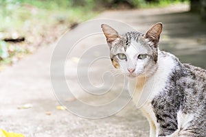 cat with light brown