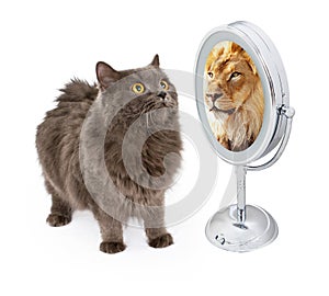 Cat With Lion Reflection in Mirror