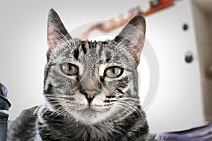 Cat  listening  and  looking  atten